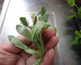 最速の七草粥作り方5写真