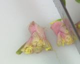 ほうれん草のおひたし作り方1写真