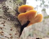 天然エノキダケと白菜の味噌汁作り方1写真