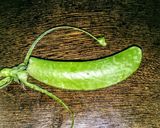 野菜の浅漬け【スナップえんどう】ポリポリ作り方2写真