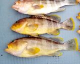 白身魚 アオハタの甘酢野菜あんかけ作り方1写真