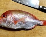 連子鯛の湯引き 薄造り作り方1写真