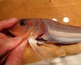 カナガシラの刺身作り方3写真
