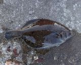 マコガレイの昆布締め作り方1写真