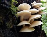 3種の天然キノコの餅雑炊・山里の味＾＾作り方1写真