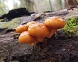 3種の天然キノコの餅雑炊・山里の味＾＾作り方3写真