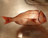 マダイの炙り刺身作り方1写真