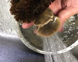 つぶ貝(えぞたまがい)の下処理＆煮付け作り方5写真