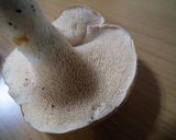 イロガワリ等・天然キノコ4種の野菜炒め作り方4写真