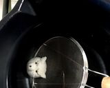 シバ犬みたらし団子 簡単豆腐入みたらシバ作り方8写真