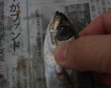 小鯵の南蛮漬♪レモン&パセリ&クレソル♪作り方1写真