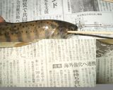 泳いでおります♪岩魚の串焼き♪鮎でもOK作り方1写真
