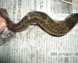 泳いでおります♪岩魚の串焼き♪鮎でもOK作り方2写真