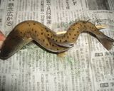 泳いでおります♪岩魚の串焼き♪鮎でもOK作り方3写真
