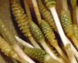 つくし炒め作り方1写真