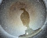 簡単　肉野菜炒め作り方3写真