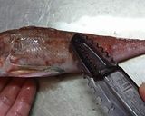 愛知の魚100選　カナガシラの干物作り方3写真