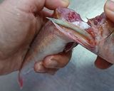 愛知の魚100選　カナガシラの干物作り方6写真