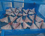 愛知の魚100選　カナガシラの干物作り方12写真