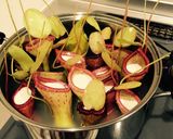 ウツボカズラ飯作り方6写真