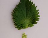簡単♪ヘルシー♪でも美味しい春巻き☆作り方3写真