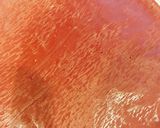 お花見にも♪簡単 超本格的トロ生チョコ作り方8写真