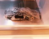 めちゃ旨♪鯛の昆布締め♪作り方7写真