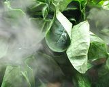かぶとホウレン草の豚こま炒め作り方4写真