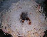 オイスターソース味の焼きそば風白滝作り方2写真