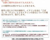 簡単 常備 千切り菊芋の酢漬け作り方4写真
