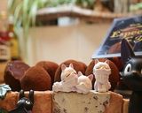 トリュフ☆とろける生チョコ☆バレンタイン作り方13写真