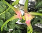 娘に伝授！寒じめほうれん草❀胡麻マス和え作り方2写真