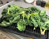 娘に伝授！寒じめほうれん草❀胡麻マス和え作り方3写真