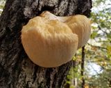 ヤマブシタケとゴボウ、ワカメの味噌汁＾＾作り方1写真