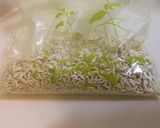 札幌一番 塩味 で唐揚げ！作り方1写真