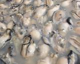 牡蠣の牡蠣醤油漬け作り方3写真