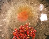 お茶漬けの素de野菜スープ作り方2写真