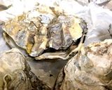 超楽々 殻付き牡蠣で酒蒸し牡蠣作ります作り方4写真