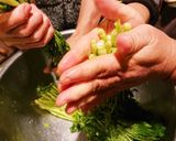 秘伝の仙人シゲちゃん直伝❗加茂菜の浅漬け作り方3写真