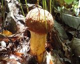 天然キノコと手羽元肉のトマト煮・激旨＾＾作り方3写真