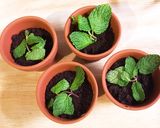 植木鉢ティラミス作り方19写真