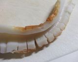 お弁当に☆ちくわ巻くだけ♪作り方1写真