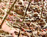 簡単 大量生産 パン粉でクランチチョコ作り方8写真