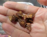 鶏のモモ肉とチンゲン菜の香味油、上湯炒め作り方6写真