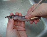 愛知の魚100選 　ニギスのズボラ煮作り方3写真
