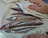 愛知の魚100選 　ニギスのズボラ煮作り方4写真