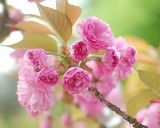 桜の花の塩漬け作り方1写真