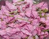 桜の花の塩漬け作り方3写真