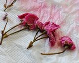 桜の花の塩漬け作り方7写真