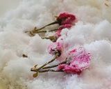 桜の花の塩漬け作り方8写真